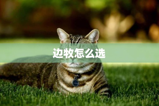 邊牧怎么選