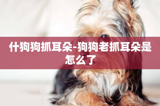 什狗狗抓耳朵-狗狗老抓耳朵是怎么了