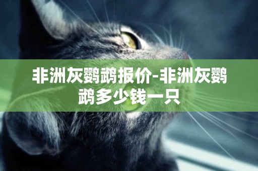 非洲灰鸚鵡報價-非洲灰鸚鵡多少錢一只