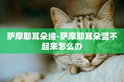 薩摩耶耳朵縮-薩摩耶耳朵豎不起來怎么辦