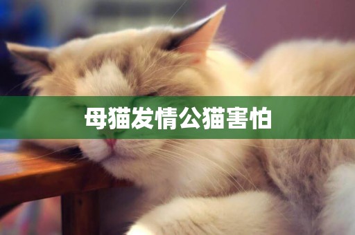 母貓發情公貓害怕