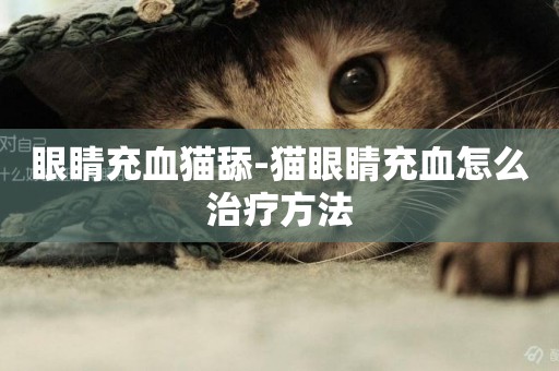 眼睛充血貓舔-貓眼睛充血怎么治療方法