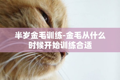 半歲金毛訓練-金毛從什么時候開始訓練合適