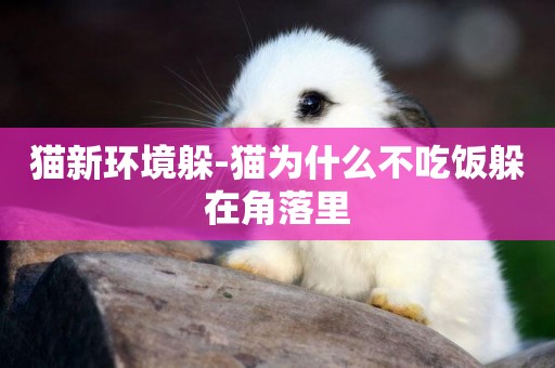 貓新環境躲-貓為什么不吃飯躲在角落里