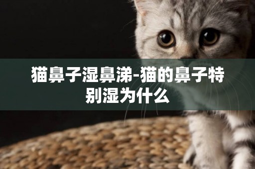 貓鼻子濕鼻涕-貓的鼻子特別濕為什么