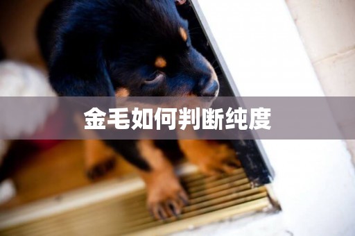 金毛如何判斷純度