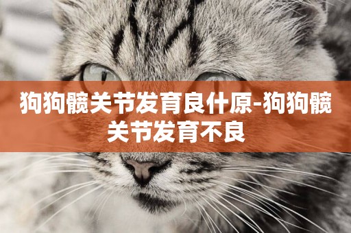 狗狗髖關節發育良什原-狗狗髖關節發育不良