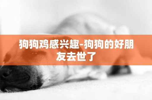 狗狗雞感興趣-狗狗的好朋友去世了