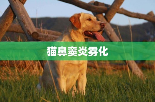 貓鼻竇炎霧化