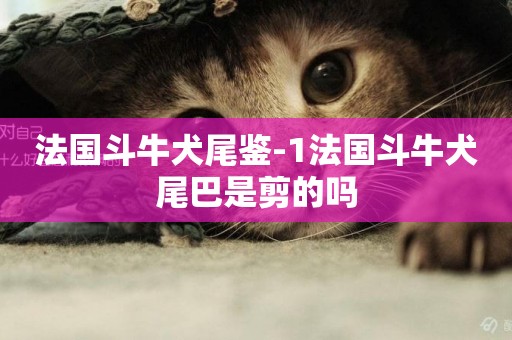 法國斗牛犬尾鑒-1法國斗牛犬尾巴是剪的嗎