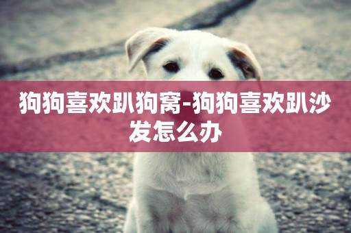 狗狗喜歡趴狗窩-狗狗喜歡趴沙發怎么辦