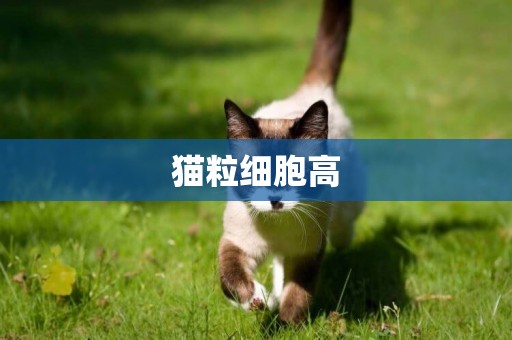 貓粒細胞高