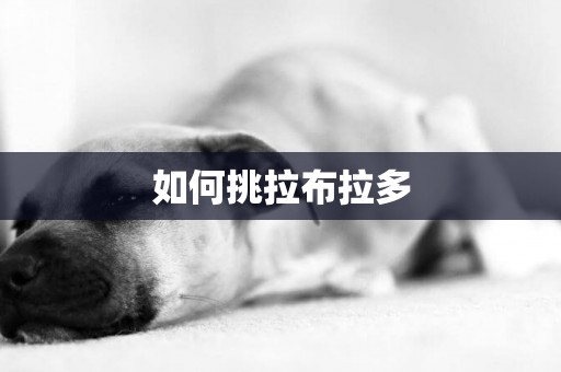 如何挑拉布拉多