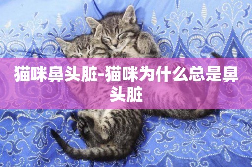 貓咪鼻頭臟-貓咪為什么總是鼻頭臟