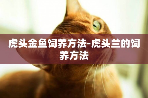 虎頭金魚飼養方法-虎頭蘭的飼養方法