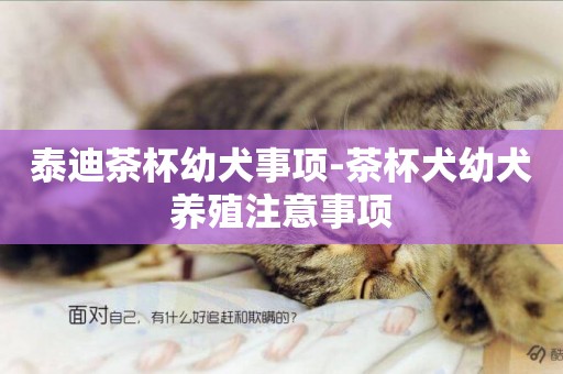 泰迪茶杯幼犬事項-茶杯犬幼犬養殖注意事項