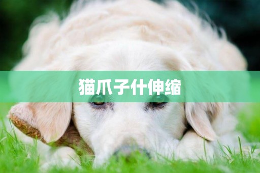 貓爪子什伸縮