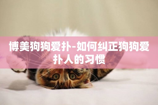 博美狗狗愛撲-如何糾正狗狗愛撲人的習慣
