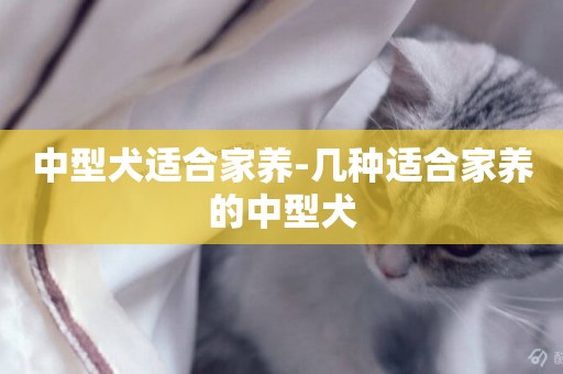 中型犬適合家養-幾種適合家養的中型犬