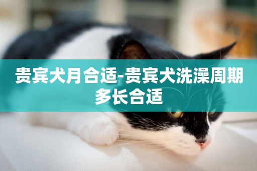 貴賓犬月合適-貴賓犬洗澡周期多長合適