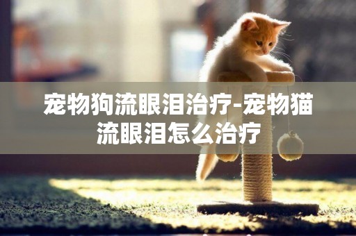 寵物狗流眼淚治療-寵物貓流眼淚怎么治療