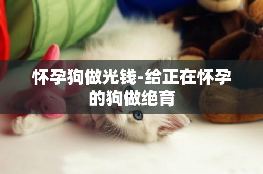 懷孕狗做光錢-給正在懷孕的狗做絕育