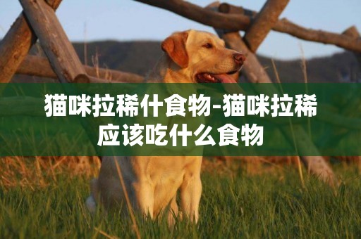 貓咪拉稀什食物-貓咪拉稀應該吃什么食物