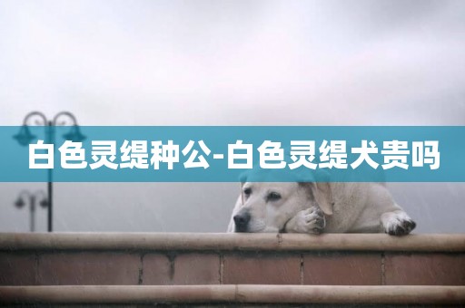 白色靈緹種公-白色靈緹犬貴嗎