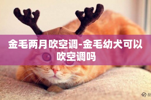 金毛兩月吹空調-金毛幼犬可以吹空調嗎