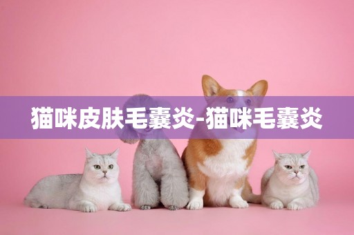貓咪皮膚毛囊炎-貓咪毛囊炎