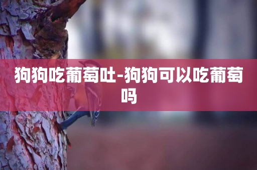 狗狗吃葡萄吐-狗狗可以吃葡萄嗎