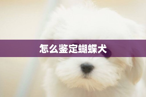 怎么鑒定蝴蝶犬