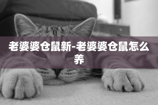 老婆婆倉鼠新-老婆婆倉鼠怎么養