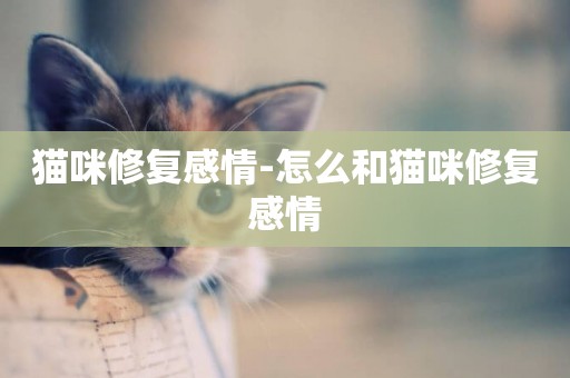 貓咪修復感情-怎么和貓咪修復感情