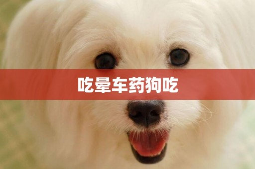 吃暈車藥狗吃