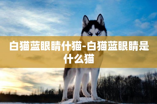 白貓藍眼睛什貓-白貓藍眼睛是什么貓
