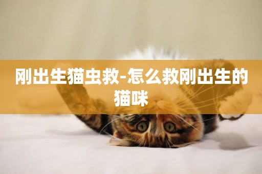 剛出生貓蟲救-怎么救剛出生的貓咪