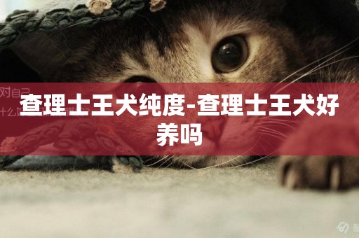 查理士王犬純度-查理士王犬好養嗎