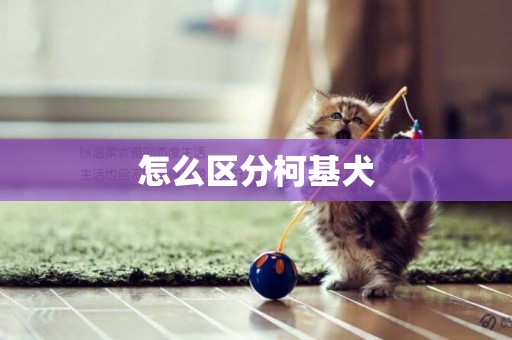 怎么區分柯基犬