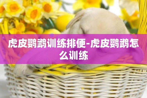 虎皮鸚鵡訓練排便-虎皮鸚鵡怎么訓練