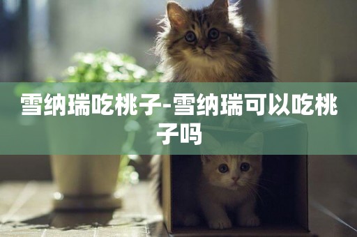 雪納瑞吃桃子-雪納瑞可以吃桃子嗎