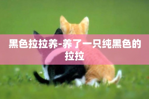 黑色拉拉養-養了一只純黑色的拉拉