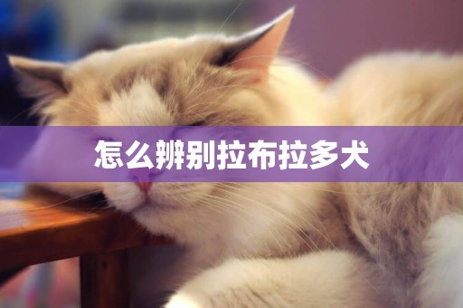 怎么辨別拉布拉多犬