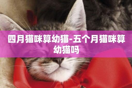 四月貓咪算幼貓-五個月貓咪算幼貓嗎