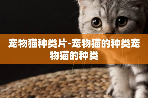 寵物貓種類片-寵物貓的種類寵物貓的種類