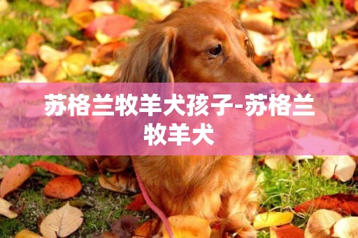 蘇格蘭牧羊犬孩子-蘇格蘭牧羊犬