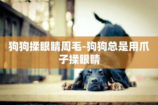 狗狗揉眼睛周毛-狗狗總是用爪子揉眼睛