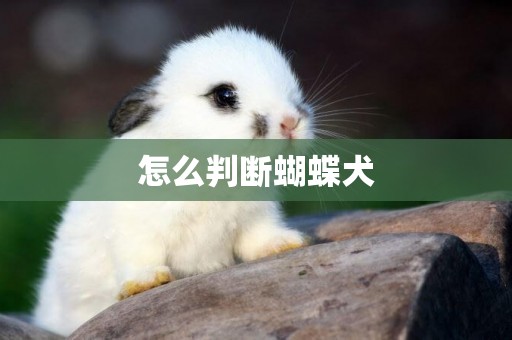 怎么判斷蝴蝶犬