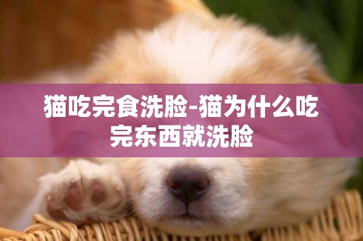 貓吃完食洗臉-貓為什么吃完東西就洗臉