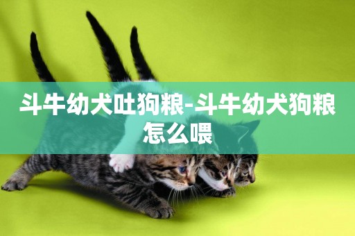 斗牛幼犬吐狗糧-斗牛幼犬狗糧怎么喂